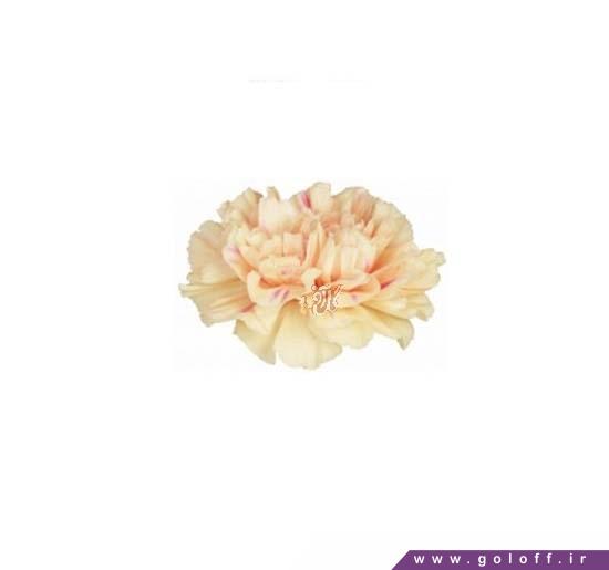 خرید گل آنلاین - گل میخک اپل تی - Carnation | گل آف